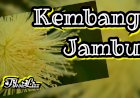 [Cerpen] Kembang Jambu