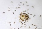 Berbagi Gula dengan Semut