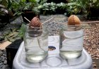 Belajar Kehidupan dari Bercocok Tanam