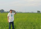 WORKSHOP TEPI KALI