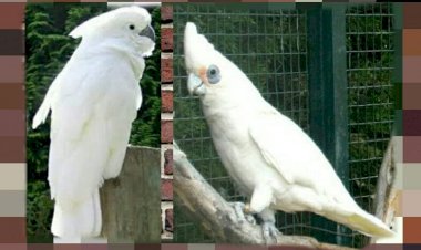Ngobatin Burung yang  Nglêmprêk
