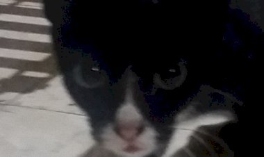 Teman Baru