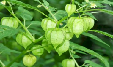 Jamu dan Sains, Kecantikan dan Penuaan