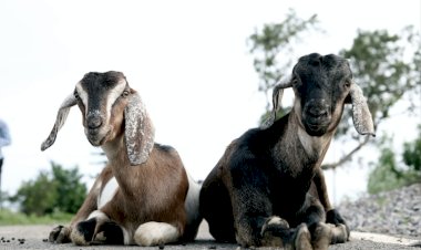 MANA KAMBING SAYA