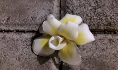 CINTA YANG LEBIH BERMAKNA