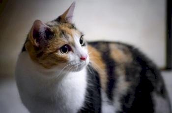 Kucing I: Bidu
