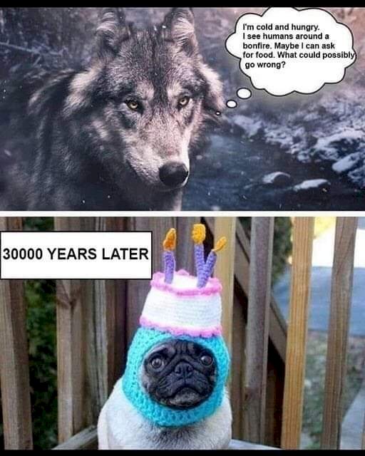 Repotnya Jadi Anjing Zaman Now