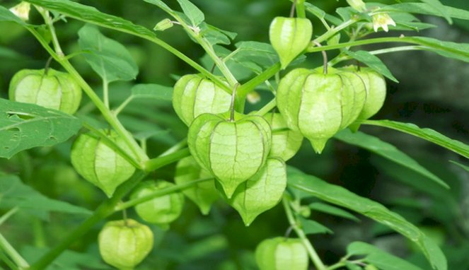 Jamu dan Sains, Kecantikan dan Penuaan