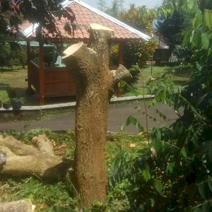 Tangisan Pohon Kelor