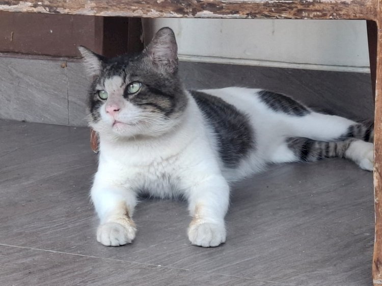 Maafin aku Pler